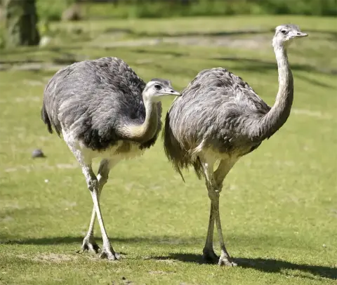 Nandoe loopvogel Zuid-Amerika Van Blanckendaell Park Noord-Holland