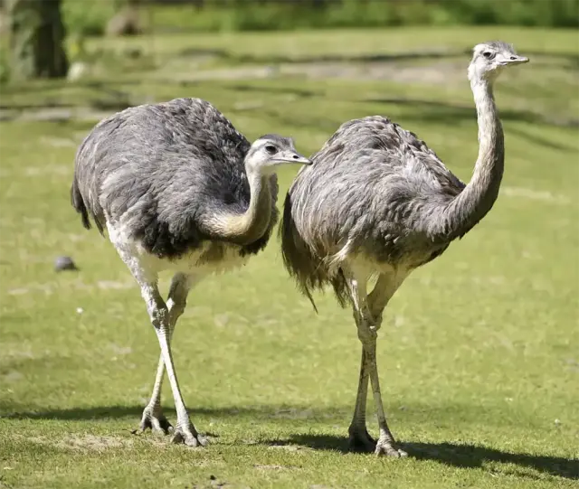 Nandoe loopvogel Zuid-Amerika Van Blanckendaell Park Noord-Holland