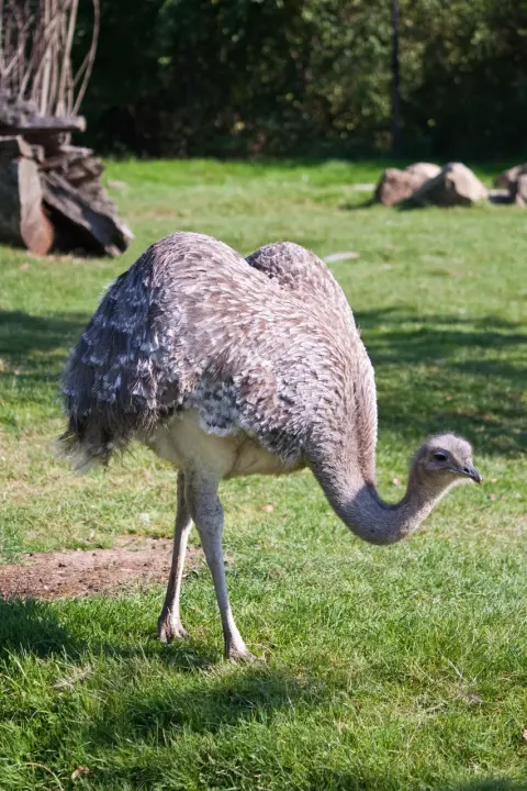 Nandoe loopvogel Zuid-Amerika Van Blanckendaell Park Noord-Holland
