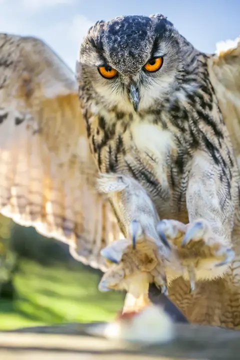 Oehoe grootste uil ter wereld Van Blanckendaell Park Noord-Holland
