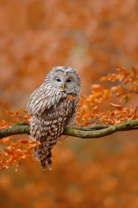 Oeraluil bolronde uil Van Blanckendaell Park Noord-Holland