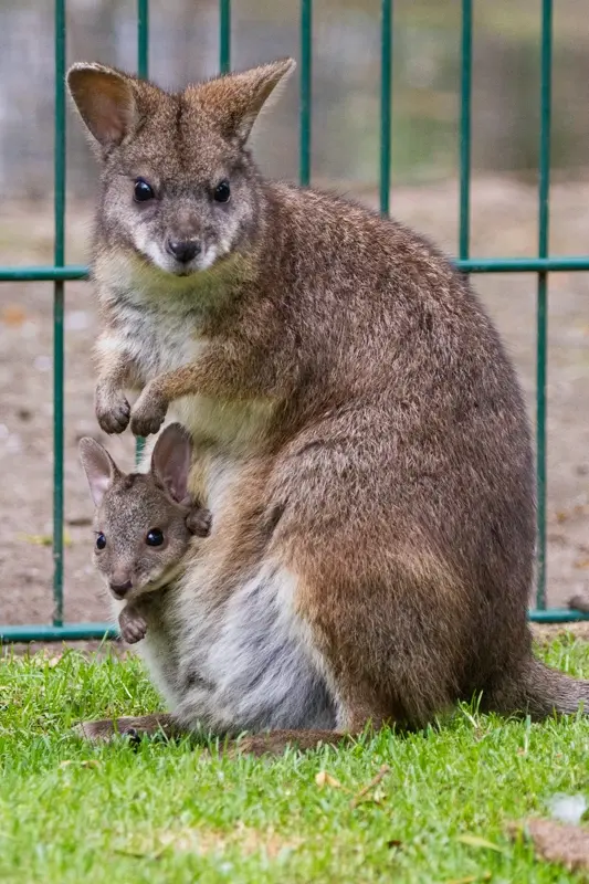 Parmawallaby kleine wallabie Van Blanckendaell Park Noord-Holland