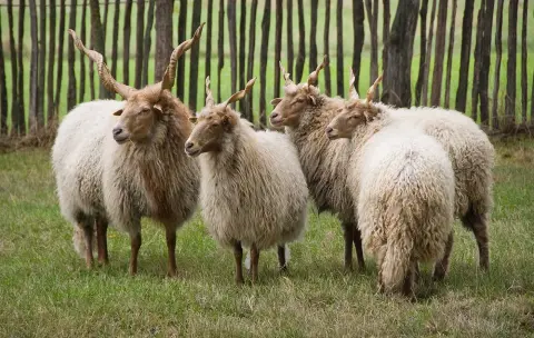 Rackaschaap spiraalvormige hoorns Hongarije Van Blanckendaell Park Noord-Holland