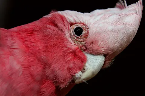 Ros&eacute; kaketoe roze grijs Australi&euml; Van Blanckendaell Park Noord-Holland