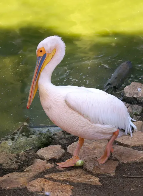 Roze pelikaan vliegend Van Blanckendaell Park Noord-Holland