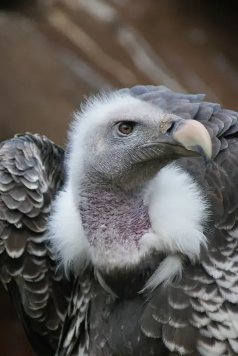 R&uuml;ppells gier hoogst vliegende vogel Van Blanckendaell Park Noord-Holland