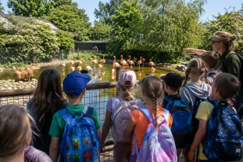 Schoolklas kijkt tijdens schoolreisje naar dieren in Van Blanckendaell Park in Tuitjenhorn