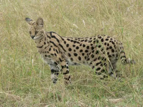 Serval wilde kat lange poten Van Blanckendaell Park Noord-Holland