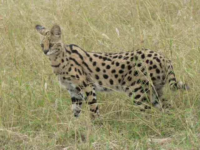 Serval wilde kat lange poten Van Blanckendaell Park Noord-Holland