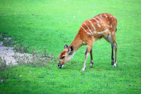 Sitatoenga moerasantilope water Van Blanckendaell Park Noord-Holland