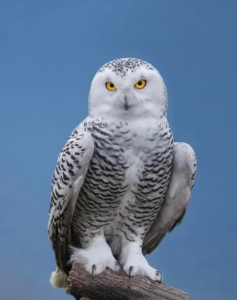 Sneeuwuil witte uil Van Blanckendaell Park Noord-Holland