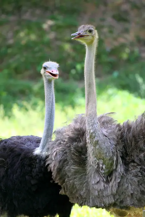 Struisvogel grootste vogel ter wereld savanne Van Blanckendaell Park Noord-Holland