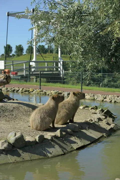 Capibara grootste knaagdier ter wereld Van Blanckendaell Park Noord-Holland