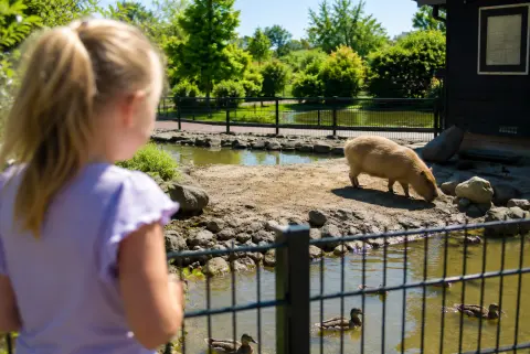 Kind kijkt aandachtig naar dieren in Van Blanckendaell Park