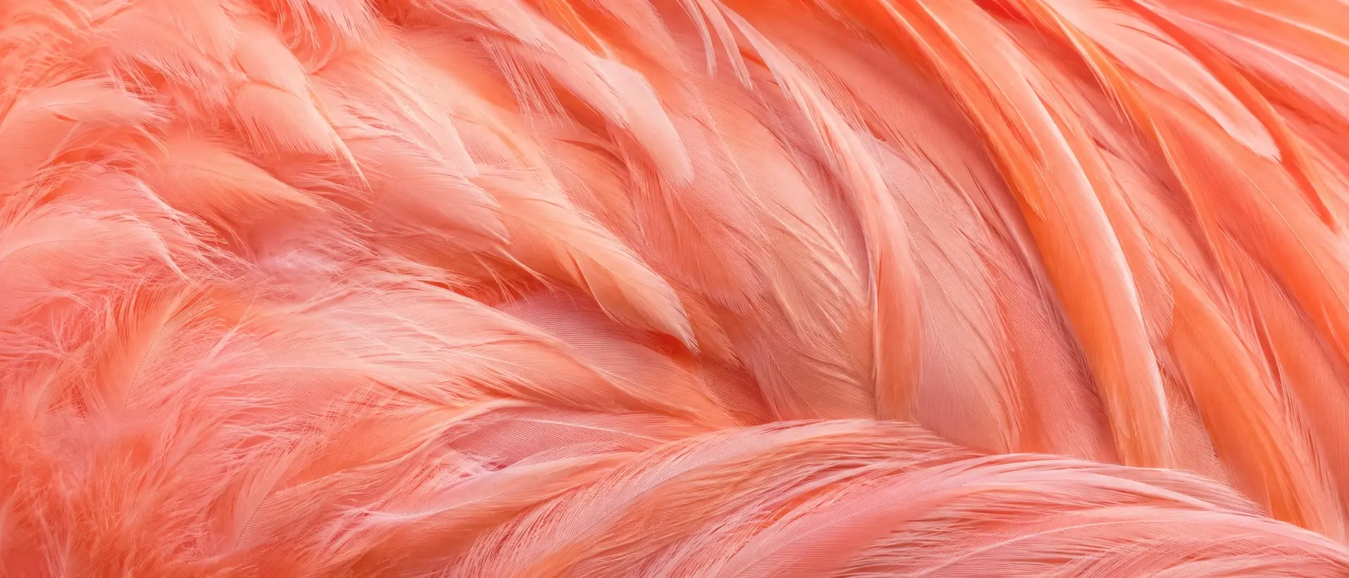Van Blanckendaell Park Zoo speeltuin museum Noord Holland  Flamingo