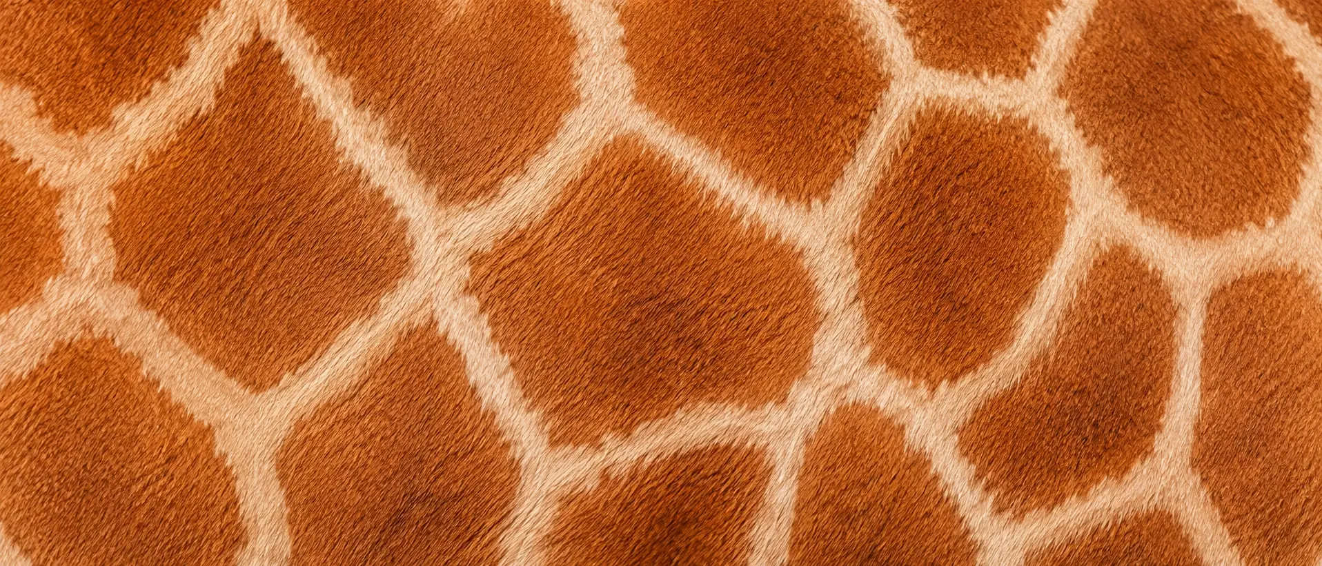 Van Blanckendaell Park Zoo speeltuin museum Noord Holland giraf