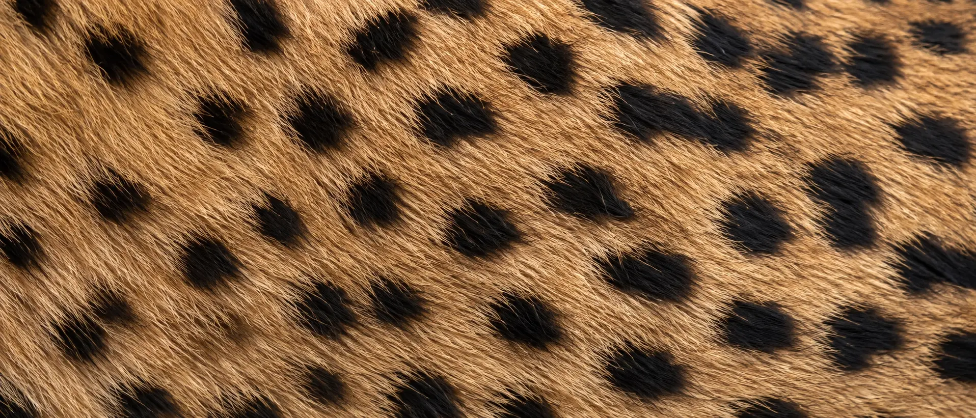 Van Blanckendaell Park Zoo speeltuin museum Noord Holland serval