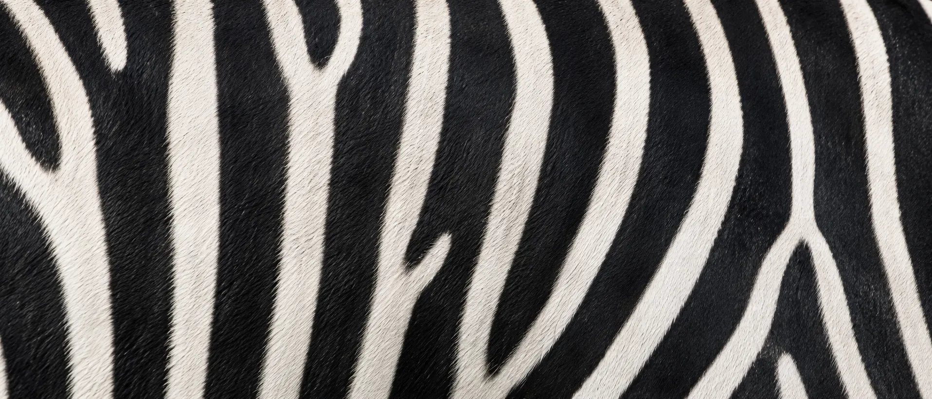 Van Blanckendaell Park Zoo speeltuin museum Noord Holland zebra