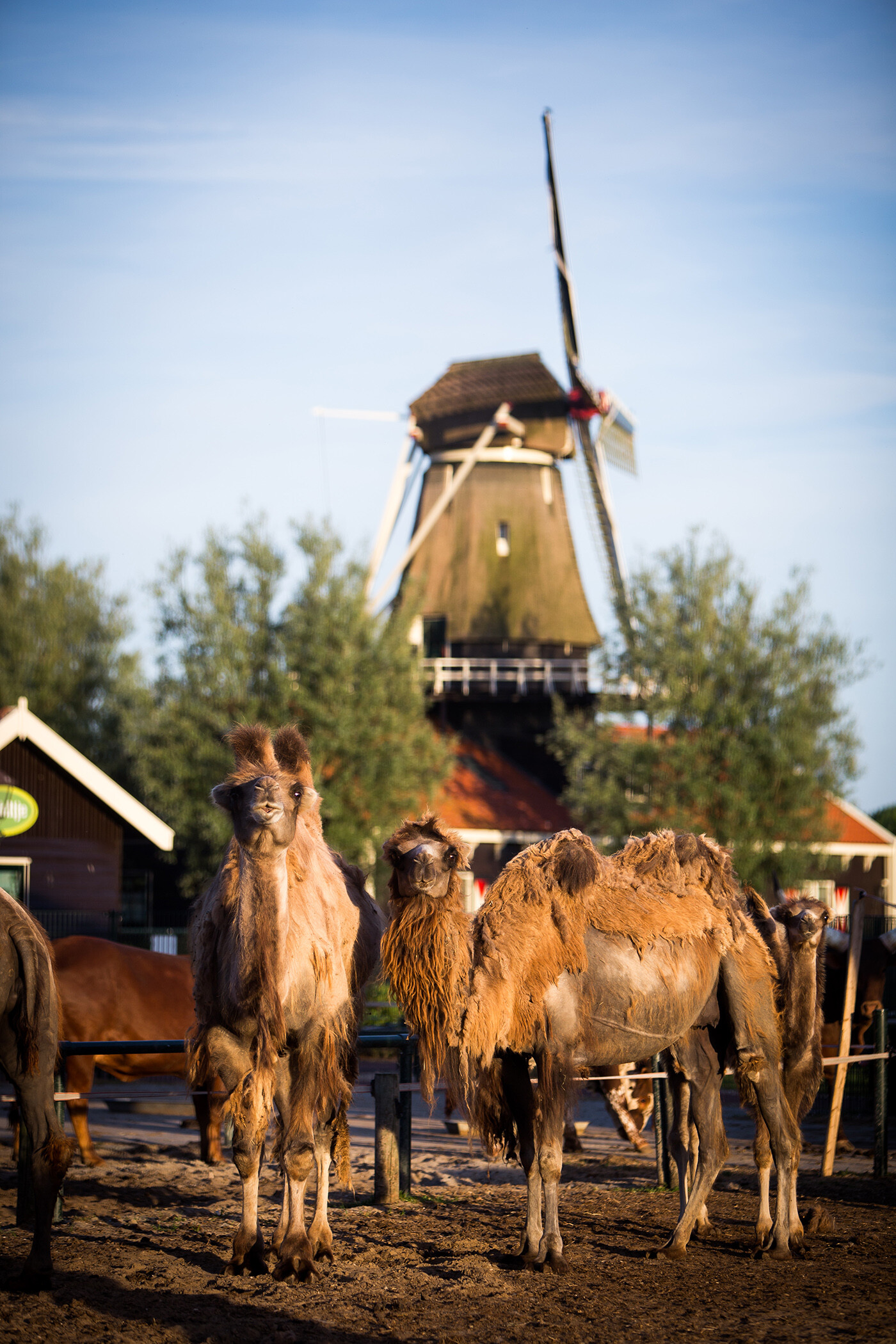 Van Blanckendeall Park Zoo speeltuin museum Noord  Holland molen