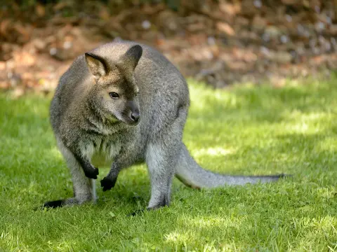 Wallaroe robuust buideldier Van Blanckendaell Park Noord-Holland
