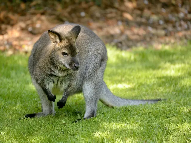 Wallaroe robuust buideldier Van Blanckendaell Park Noord-Holland