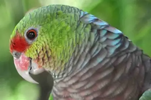 Wijnborstamazone groene papegaai rode borst Van Blanckendaell Park Noord-Holland