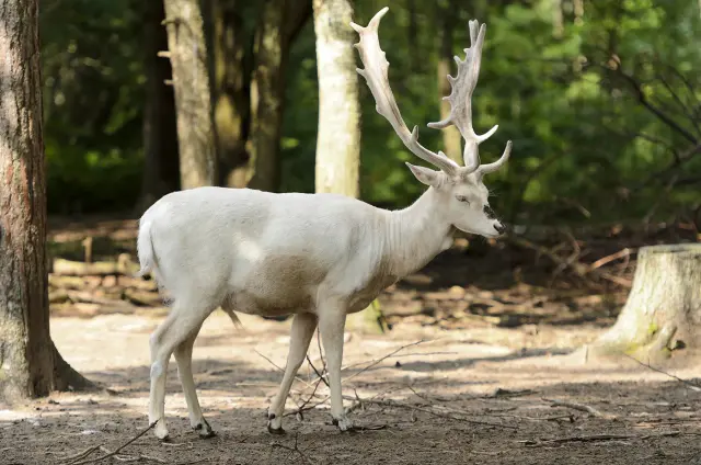 Wit damhert zeldzame witte variant Van Blanckendaell Park Noord-Holland