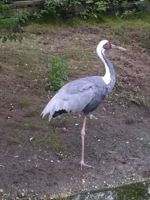 Witnek kraanvogel witte nek Van Blanckendaell Park Noord-Holland