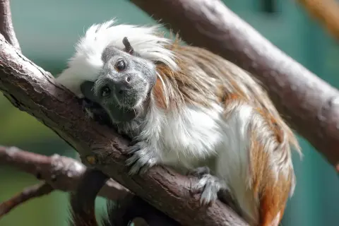 Witoorpenseelaapje kleinste aap Van Blanckendaell Park Noord-Holland