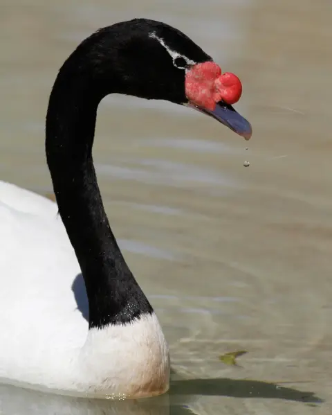 Zwarthalszwaan zwarte nek witte veren Van Blanckendaell Park Noord-Holland